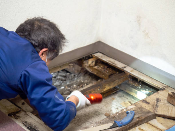 Best Mold Removal Company Near Me  in Ishpeng, MI