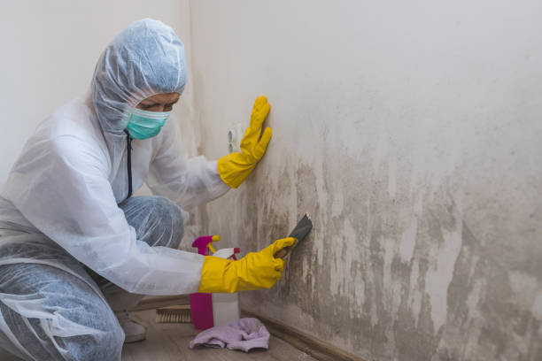 Best Commercial Mold Removal  in Ishpeng, MI
