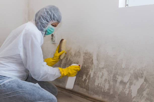 Best Attic Mold Removal  in Ishpeng, MI