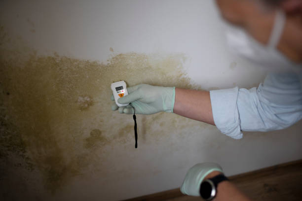 Best Professional Mold Removal  in Ishpeng, MI