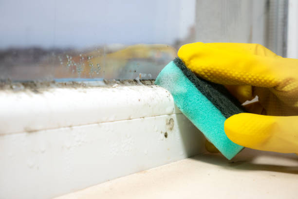 Best Black Mold Removal  in Ishpeng, MI