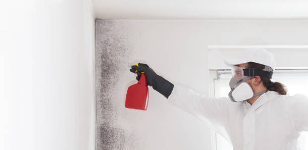 Crawl Space Mold Removal in Ishpeming, MI