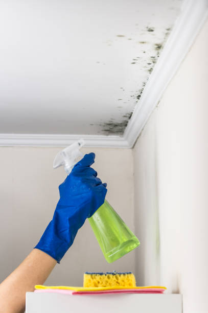 Mold Removal Process in Ishpeming, MI